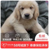【58心宠】纯种金毛双血统幼犬出售 宠物狗狗活体 同城包邮