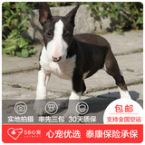 【58心宠】纯种牛头梗双血统幼犬出售 宠物狗狗活体 上海包邮