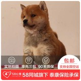 【58心宠】纯种柴犬宠物级幼犬出售 宠物狗狗活体 武汉包邮