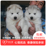 【58心宠】纯种哈士奇单血统幼犬出售 宠物狗狗活体 武汉包邮