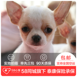 【58心宠】纯种吉娃娃幼犬出售 宠物狗狗活体 广州包邮