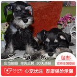 【58心宠】纯种雪纳瑞单血统幼犬出售 宠物狗狗活体  广州包邮