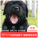 【58心宠】纯种拉布拉多宠物级幼犬出售 宠物狗狗活体 同城包邮