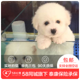 【58心宠】纯种比熊双血统幼犬出售 宠物狗狗活体 上海包邮