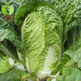 云南新鲜水果蔬菜绿色大白菜蔬菜无公害天然绿色蔬菜蔬菜基地现发