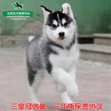 精品双血统纯种狗狗，哈士奇幼犬出售,西伯利亚雪橇犬宠物狗包邮