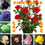 包邮 盆栽植物香水玫瑰苗大苗进口月季苗可食用当年开花苗大花