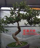 微型黄杨盆景松柏树桩另售罗汉松黑松五针松红枫日本松树榆树桩