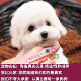 贵宾犬家养玩具犬活体纯种宠物狗白色小型泰迪犬幼犬长不大狗狗03