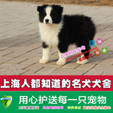 上海易宠纯种边境牧羊犬幼犬高智商宠物狗活体健康出售可上门挑选