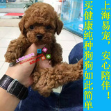 上海易宠热卖精品小型犬韩系血统纯种泰迪犬幼犬活体迷你贵宾公犬