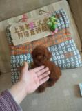 【君汪犬业】纯种茶杯犬玩具幼犬/红色贵宾犬泰迪犬宠物狗狗健康