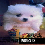 上海博美犬纯种幼犬出售俊介宠物狗哈多利白黄黑红袖珍犬家养活体