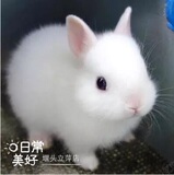 宠物小白兔子活体兔宠物兔宝宝 2016活的