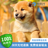 日本柴犬 母纯种幼犬活体 赤色幼崽 赛级狗狗时代 有出生纸