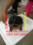 小鳄龟活体、食用鳄龟 鳄龟、鳄鱼龟活体、肉龟 19.5元/斤