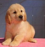 合肥家养宠物狗狗金毛犬 赛级金毛幼犬 出售纯种赛级金毛导盲犬