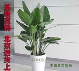 天堂鸟盆栽 鹤望兰大型绿植客厅办公室观叶室内植物 北京送货上门