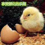 土鸡种鸡蛋受精鸡蛋种蛋受精蛋可孵化出小鸡苗土鸡正宗品种