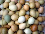 正宗野鸡蛋种蛋 七彩山鸡受精蛋受精率80% 可孵化小鸡 30枚起包邮