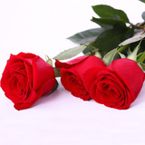 花卉种子多肉红玫瑰花种子已催芽玫瑰种子1元100粒全场满18元包邮