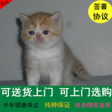 CFA纯种赛级 加菲猫宠物猫 异国短毛猫 幼猫 活体 家庭散养保健康