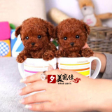 泰迪犬纯种茶杯幼犬出售棕色巧克力色超小活体袖珍贵宾宠物狗