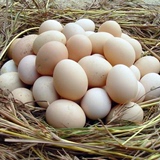 原生态卢氏新鲜农家土特产五谷散养无激素土鸡蛋散装满5斤包邮