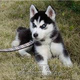 三火蓝眼哈士奇雪橇犬 哈士奇幼犬出售 哈士奇纯种幼犬 宠物狗
