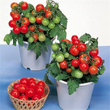 矮生盆栽樱桃番茄种子蔬菜种子水果小番茄种子小西红柿圣女果四季