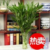 富贵竹 水培植物 转运竹 水培花瓶  富贵竹盆栽 玻璃花瓶 大叶竹