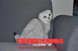 重庆名猫繁殖基地出售纯种折耳猫英国短毛猫加菲猫蓝猫实体店可选