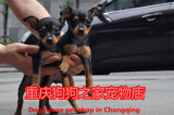 重庆狗狗之家宠物店名犬之家纯种铁包金小鹿犬实体店出售质量保证