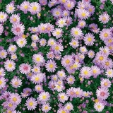 荷兰菊 纽约紫菀 宿根花卉种子 多年生 喜阳 耐寒 耐旱 生长50粒