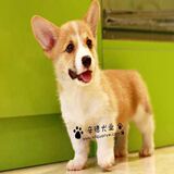 柯基纯种双色三色威尔士柯基犬幼犬出售宠物狗签协议双血统