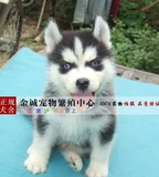 纯种哈士奇犬幼犬出售 双蓝眼西伯利亚雪橇犬赛级家养活体宠物狗2