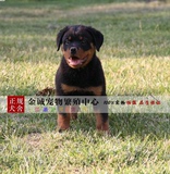 防暴犬罗威纳幼犬出售 纯种罗威纳犬 大型犬护卫犬看家护院64