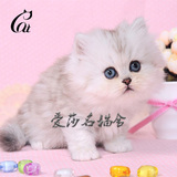猫舍直销宠物猫 金吉拉活体幼猫 纯种 英短银渐层猫咪