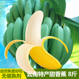 云南原生态河口特产新鲜无公害现采摘孕妇儿童水果大香蕉8斤包邮