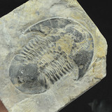 湘西 天然 三叶虫化石标本 高雅虫化石 王冠虫化石 湘西虫燕子石