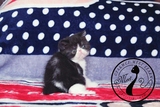 【MEET Y】猫咪小屋 加菲猫 异短 异国短毛猫 宠物猫 黑白弟弟