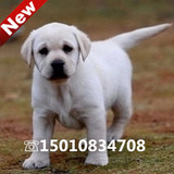 奶白色黑色拉布拉多犬纯种幼犬宠物狗狗出售 导盲犬神犬小七