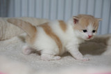 CFA英国短毛猫纯种浅三花蓝白乳白英短梵文苏格兰折耳猫（出售中