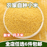 山东杂粮农家自产小米新米食用黄小米粮食小黄米小米粥月子米250g