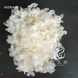 日本进口大地农园永生绣球白色小叶宁波永生花材批发2朵正品现货