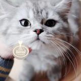 【千宠名猫馆】宠物猫 纯种血统 银渐层高地立耳猫 长毛猫咪宝宝