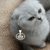 纯种血统 云系银色渐层折耳 苏格兰折耳猫MM 宠物猫咪活体出售
