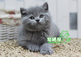 自家繁殖纯种宠物猫 英国短毛宠物猫 英短蓝猫 幼猫宠物活体蓝猫