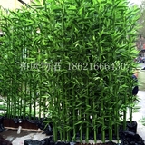 仿真竹子装饰客厅仿真绿植物盆栽加密假竹竿 隔断橱窗屏风装饰