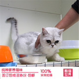 猫舍出售宠物猫英国短毛猫 折耳立耳 银渐层活体幼猫家养包成活